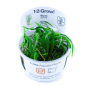 Preview: Blyxa japonica/ Japanisches Fadenkraut